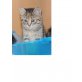 Perser und Tigerkatze - Katze