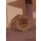 Perser x heilige birma - Kater