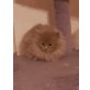 Perser x heiligebirma  - Kater
