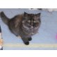 Perserbabies, Perser - Katze