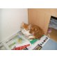 Perserbabies mit Näschen, Perser - Kater