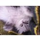 Perserbabies suchen einen TRAUMPLATZ, Perser mit Nase - Katze