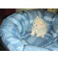Perserbaby Katze mNase camero 2 x entw, Perser - Katze