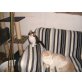  Perserbaby , Perser - Kater