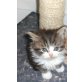 Perserbaby, Perser - Kater