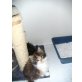 Perserbaby, Perser - Kater