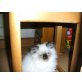 Perserbaby, Perser - Kater