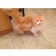 Perserbaby, Perser - Kater