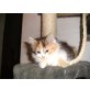 Perserbaby, Perser - Katze