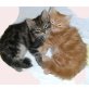 Perserbaby, Perser - Katze
