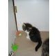  Perserbaby , Perser - Katze