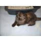  Perserbaby Schokolade-Schildpatt /tortie , Perser in Chocolate und Lilac - Katze