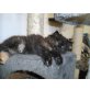 Perserbaby mädchen, Perser - Katze