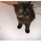Perserbaby mädchen, Perser - Katze