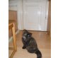 Perserbaby mädchen, Perser - Katze