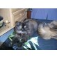Perserbaby mädchen mit Nase, Perser - Katze