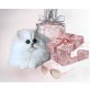 Perserbabys - Kater