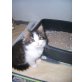  Perserbabys. , Perser - Kater