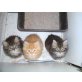 Perserbabys, Perser - Kater
