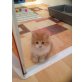 Perserbabys, Perser - Kater