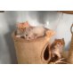 Perserbabys, Perser - Kater