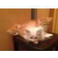 Perserbabys, Perser - Kater