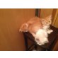 Perserbabys, Perser - Kater