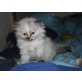 Perserbabys, Perser - Katze