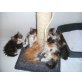 Perserbabys, Perser - Katze