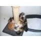 Perserbabys, Perser - Katze