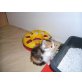 Perserbabys , Perser - Katze