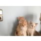 Perserbabys, Perser - Katze
