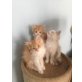 Perserbabys, Perser - Katze