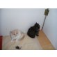 Perserbabys mit nase, Perser - Katze
