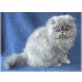 Perserkätzchen Mary, Perser Blaucreme - Katze