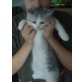 Perserkater mit Mischlingkatze - Katze