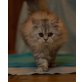 Perserkater mit Stammbaum, Perser - Kater