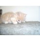 Perserkater sucht liebevolles Zuhause, Perser - Kater