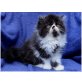 Perserkaterchen ASHLEY,, Perser - Kater