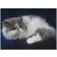 Perserkaterchen BENJI BLUE, Perser - Kater