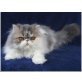 Perserkaterchen CHARLIE CHAPLIN, Perser - Kater