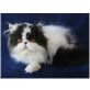 Perserkaterchen DIRTY HARRY,, Perser Bicolor - Kater