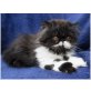 Perserkaterchen DOUGIE HOWSER,, Perser Bicolor - Kater