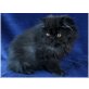 Perserkaterchen ORION STAR, Perser - Kater