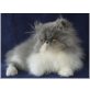 Perserkaterchen SAMMY,, Perser - Kater
