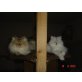 Perserkatze mit Stammbaum, Perser mit Nase - Katze