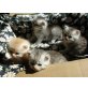 Perserkitten - Katze