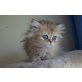 Perserkitten, Perser - Kater