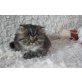 Perserkitten black tabby, Perser - Katze