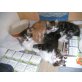 Perserkitten mit Näschen, Perser - Kater